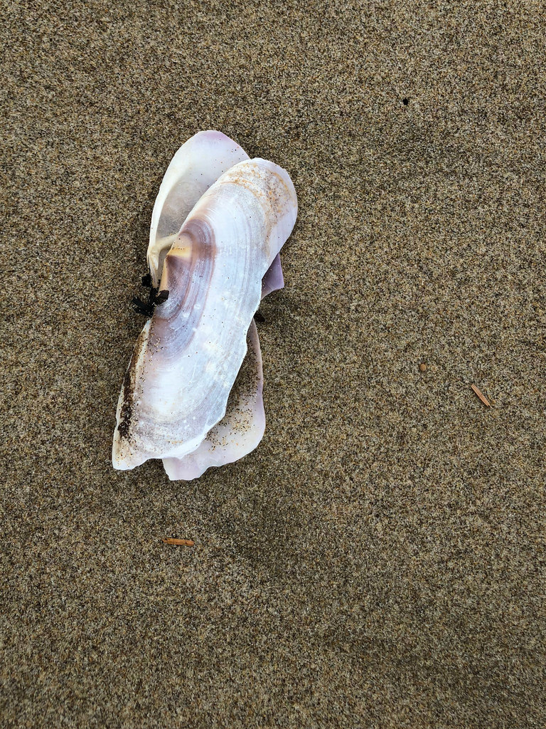 Bleached shell on sand