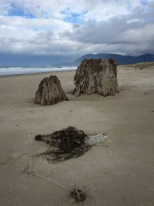 Old stump | his tide came and went without wetting it