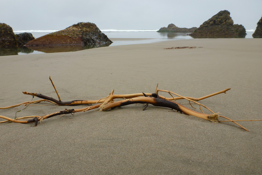 Drifted forest branches