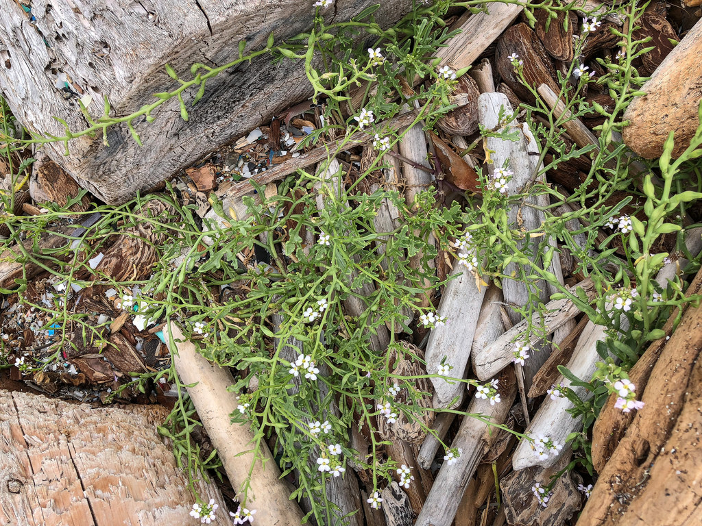 Flowering sea rocket poking up through small driftwood