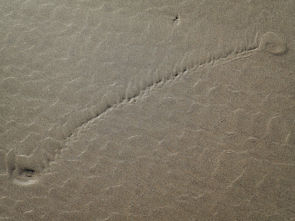 Tracks in the sand