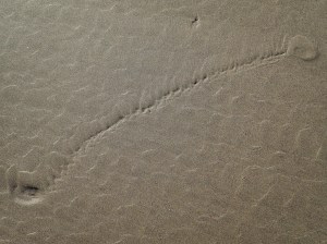 Tracks in the sand