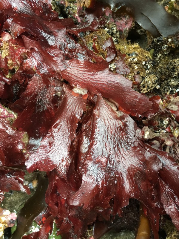 Exposed blades hanging down