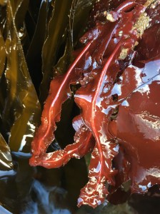 Exposed red blades hanging down into a tide pool