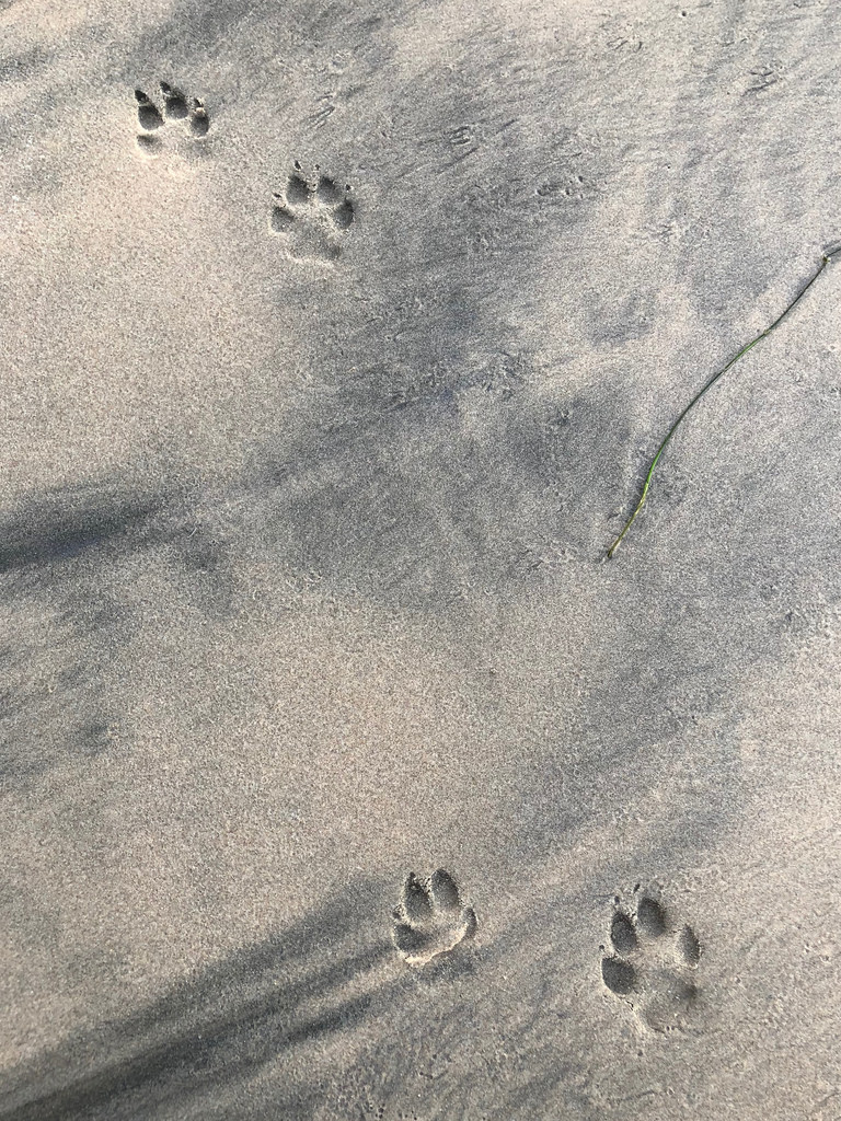 Wet sand makes nice tracks