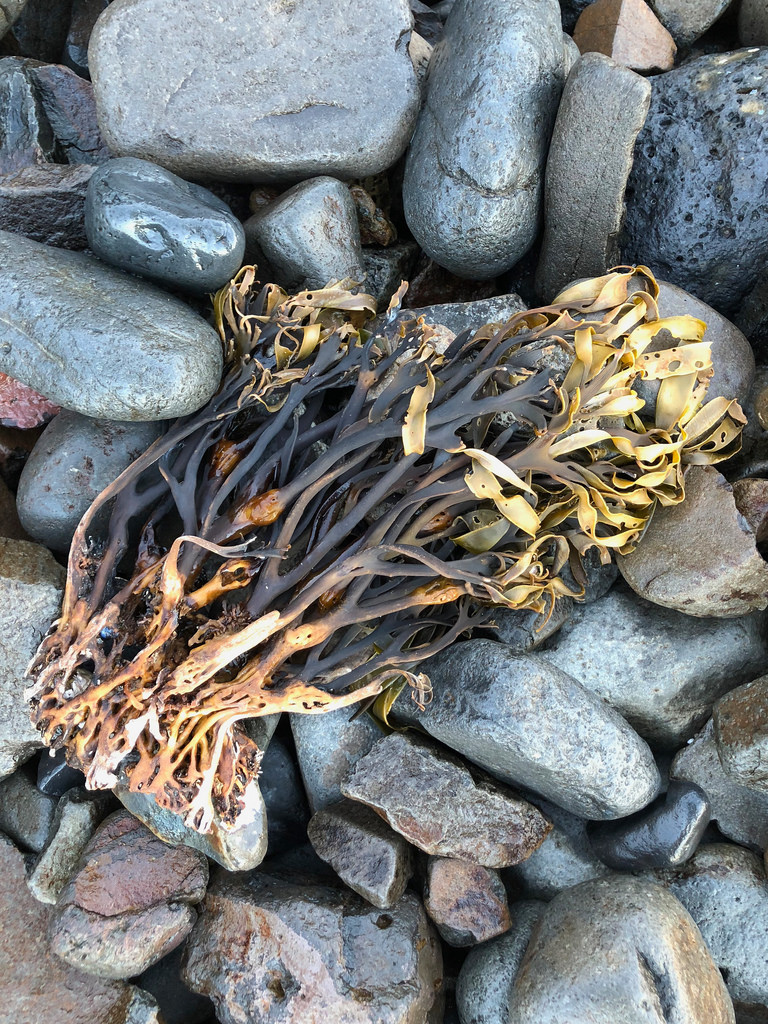 a dried clump, holdfast and all, washed up on the cobbles