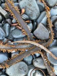 washed up on the cobbles