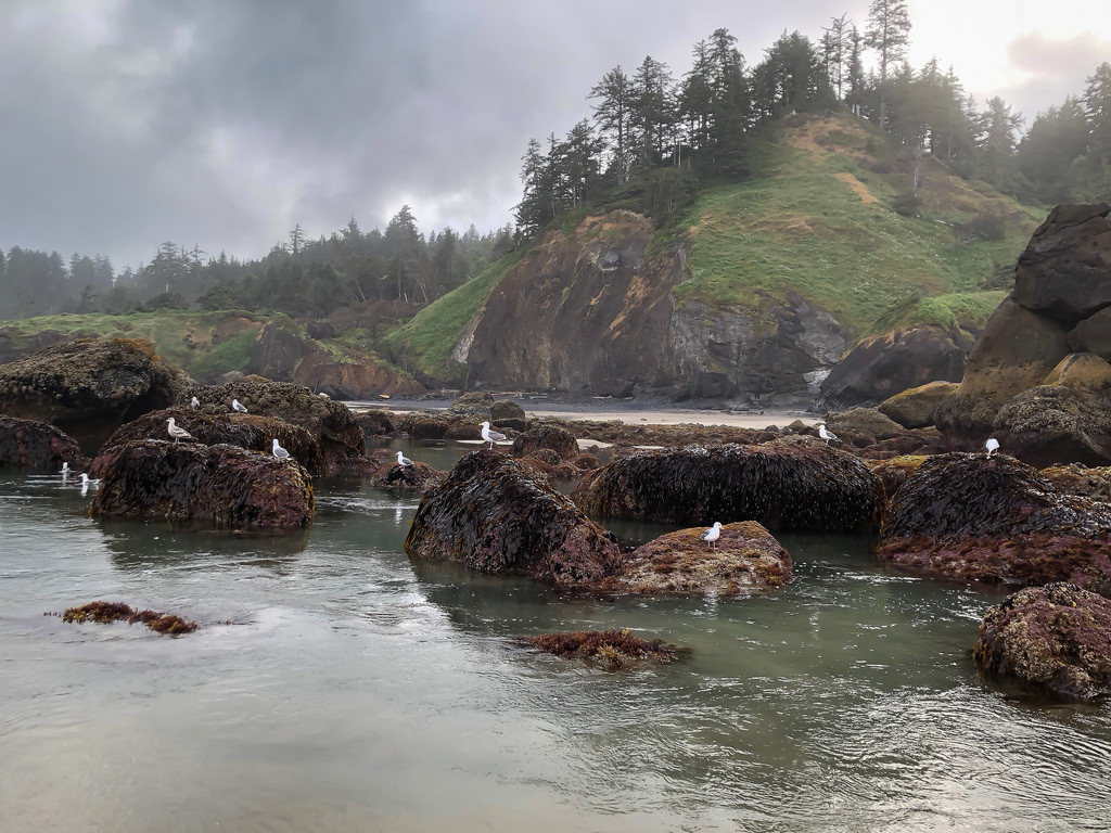 Gulls loafing on the rocks