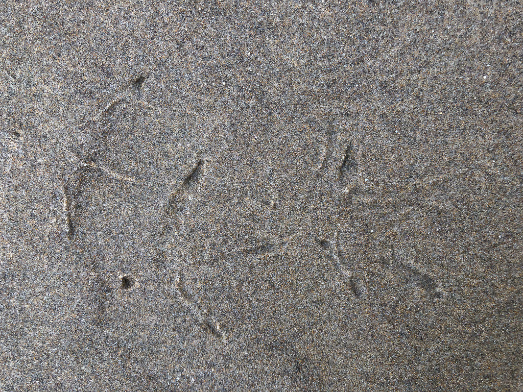 Whimbrel tracks