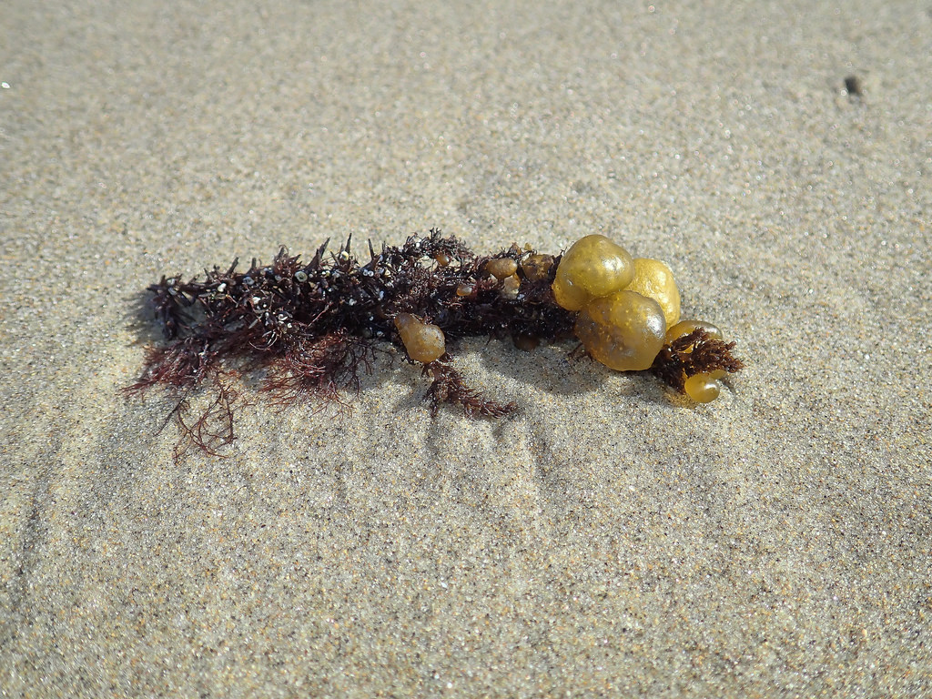 a delicate red and a globular brown adorn drift black pine, of sand