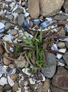A lone seaside plantain, poking out of a cobble and seas shell rubble