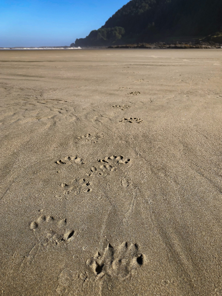 River otter tracks on wet sand