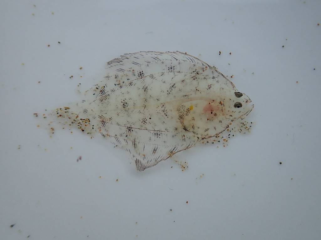Baby, almost transparent flatfish in a finger bowl