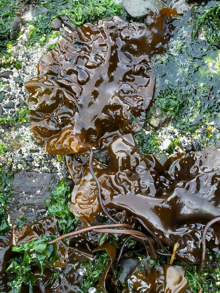 Attached stipes with crinkly blades
