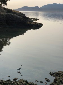 Distant view of a great blue heron hunting in shallow water along the shore.