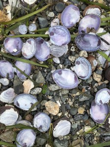 empty shells in the drift line