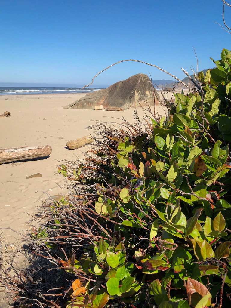 Patch of salal at beach level in the foreground; beach and surf sone in the distance
