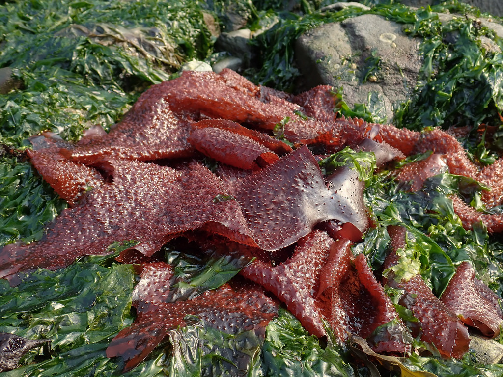 Turkish towel on a bed of Ulva