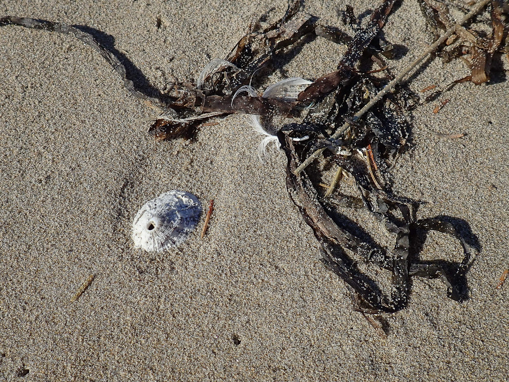 Drifted material on sand