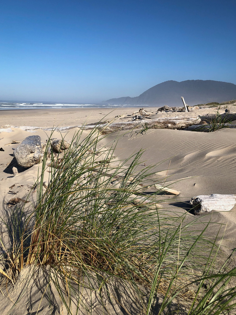 Clump of live Ammophila doing well on the backshore