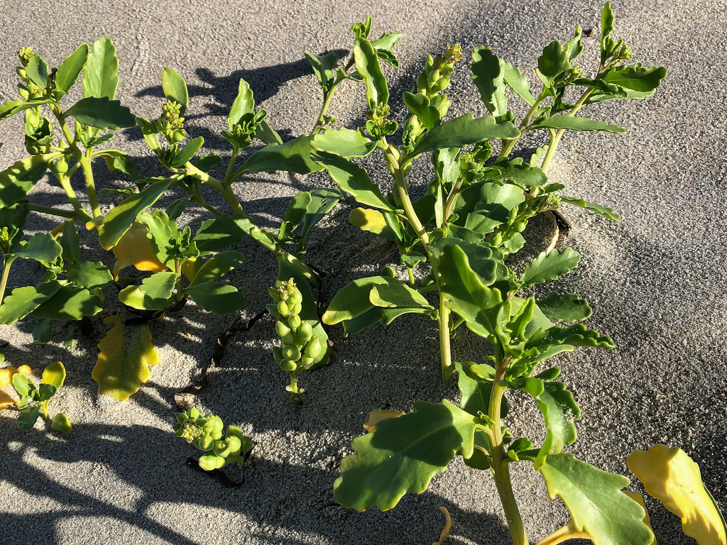 Live clump on dune sand