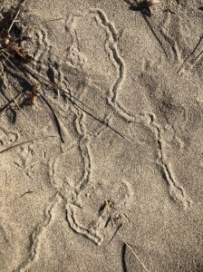Trails in the sand