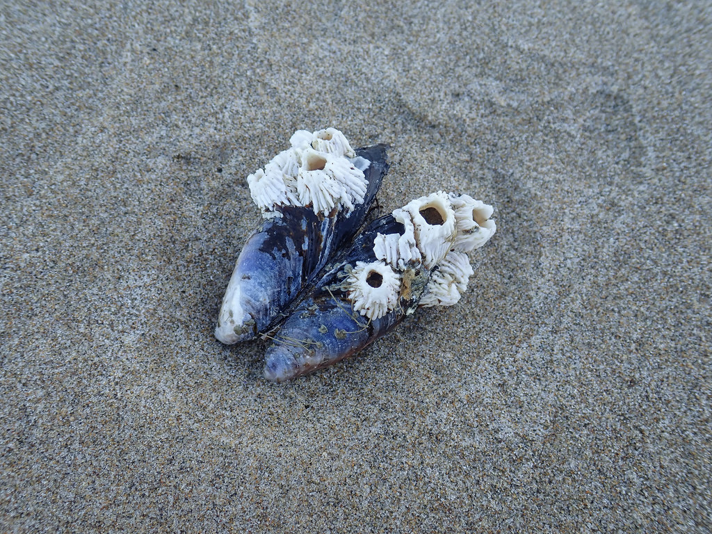 barnacles on a drifted mussel shell