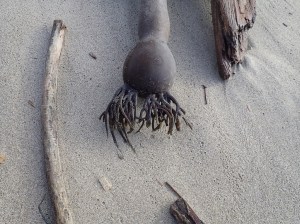 Bull kelp and driftwood