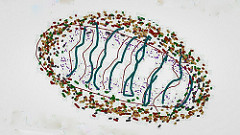 40099081345_1286d3e98a_m