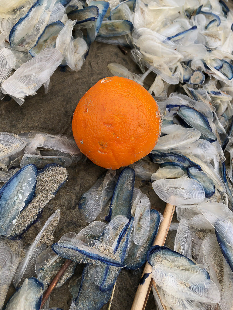 On orange on a bed of Velella velella