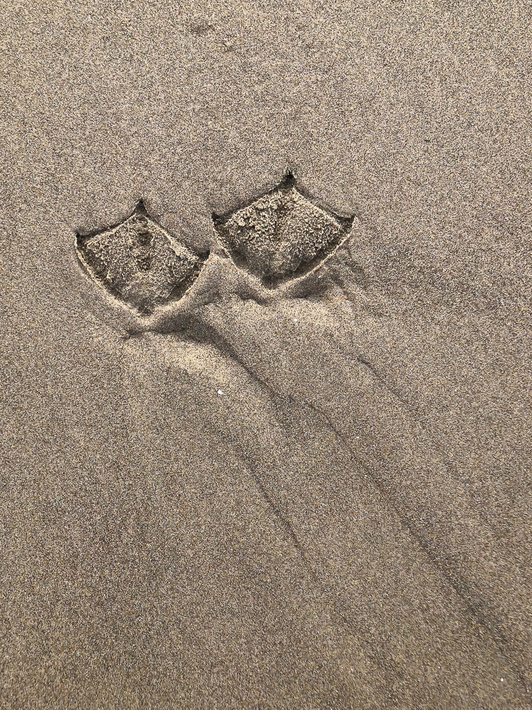 pair of gull tracks