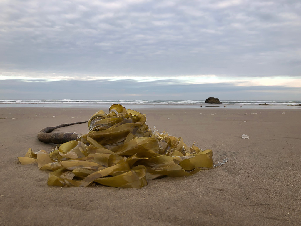 Mostly blades on wet sand, stipe too, but holdfast blocked from view