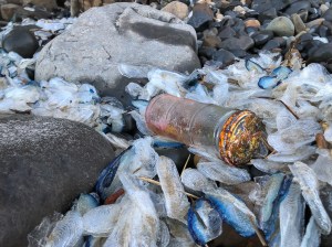 Jar from a chinese food processor specializing in eel products, on a bed of cobbles and Velella
