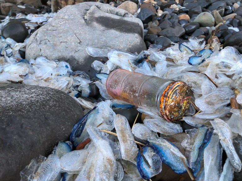 41083672104_1a5e18113e_o