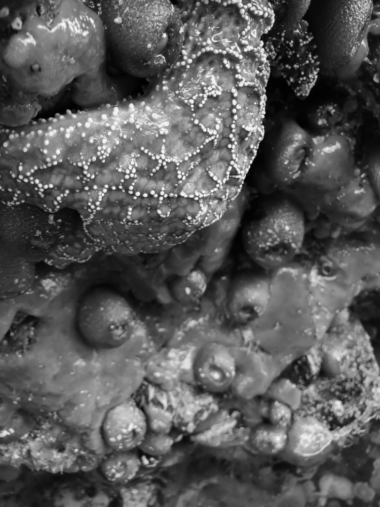 42895694552_82aa73f641_o