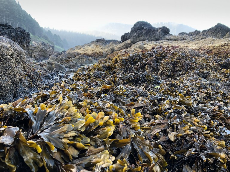 29084875027_6bac2cf641_k