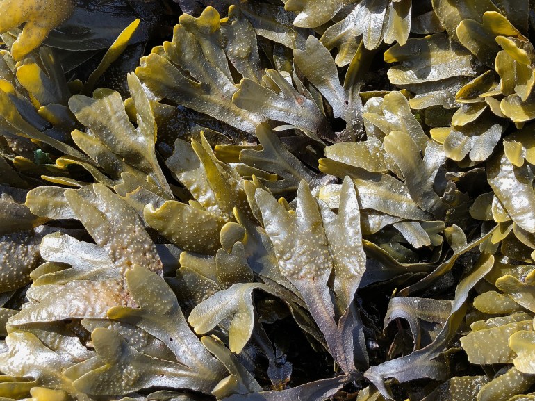 43132638375_66da8fb204_k