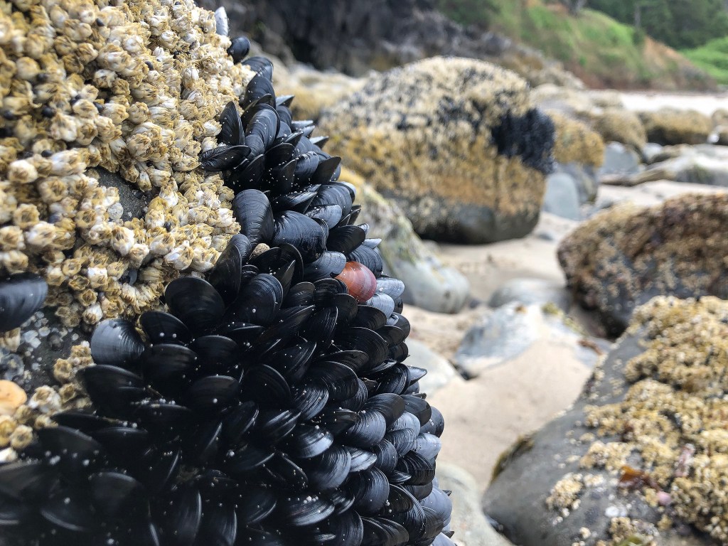 30784425057_e0f797d322_k