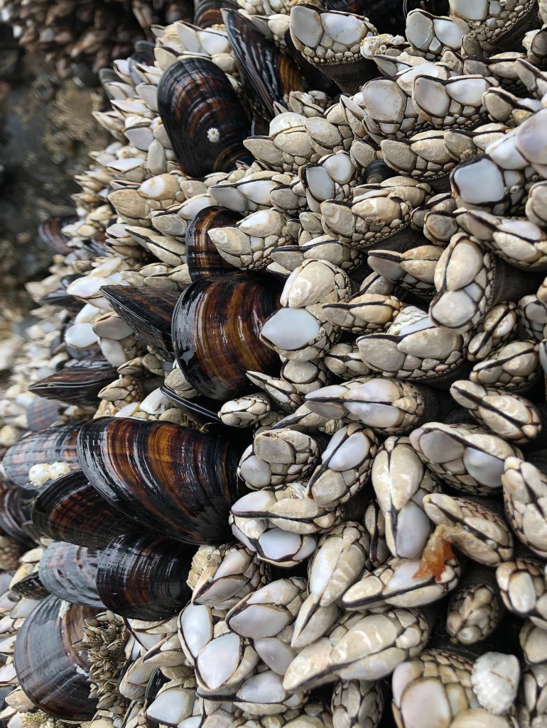 43998506010_f89dd2652c_h