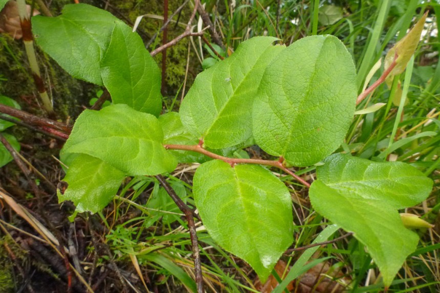 Fresh leaves alternating on  branch, close up.