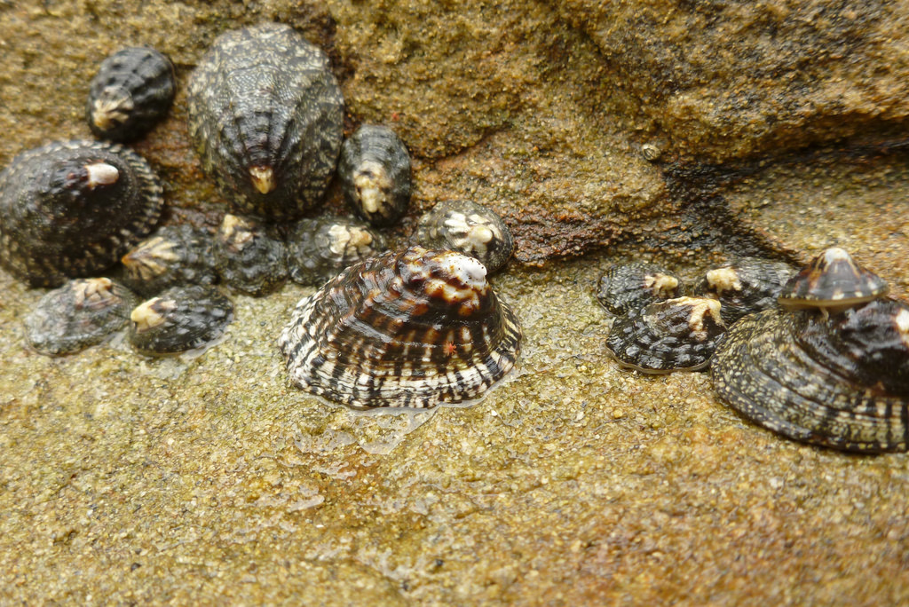 High intertidal limpets, exposed at low tide