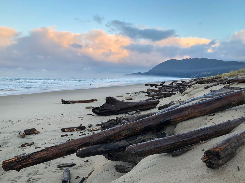 Eroded shelf separates the beach and the backshore, lots of big drift logs too