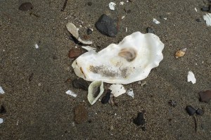 Pearly white inside of a shell on sand