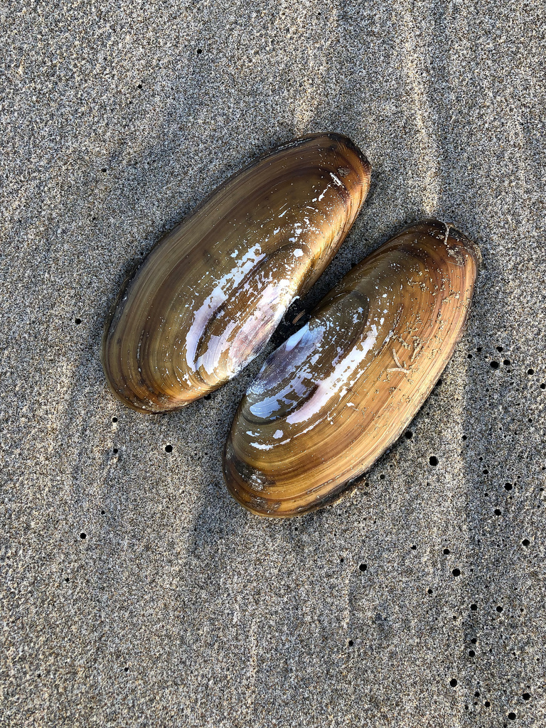 both valves, open, outside surface up