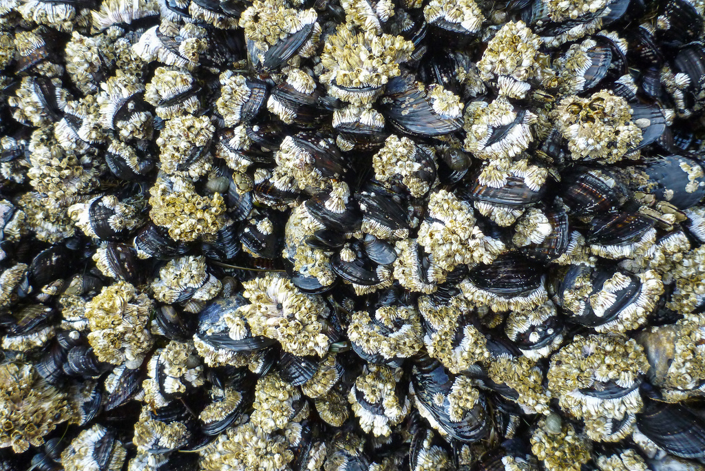 medium distance view of maybe about 90 mussels, crusted with barnacles