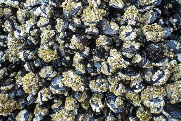 A homogenous, medium distance shot of mussels encrusted with barnacles, mostly thatched and a few acorn