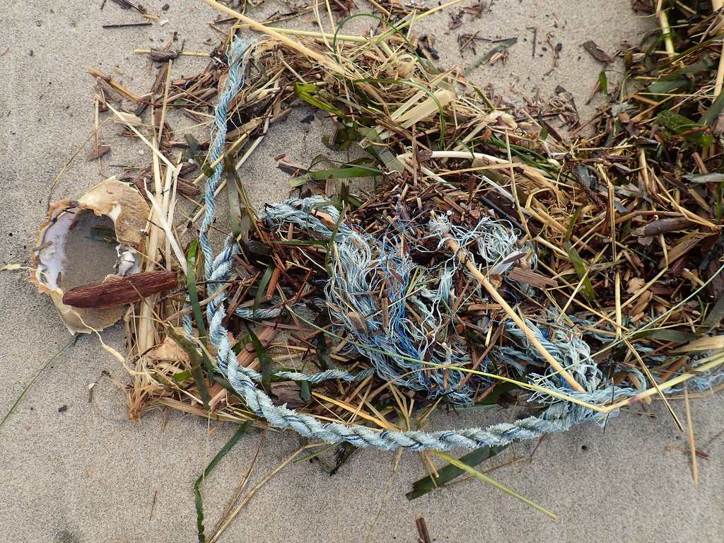 Drift line mass of lost line, eelgrass, surfgrass, a Dungeness crab shell, straw, and wood chips