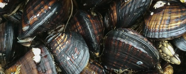 California mussels, close up