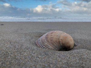 Single valve looks like half a heart