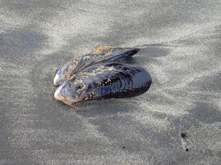 California mussel, both valves still connected